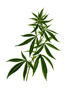 Cannabis indica - Canapa Indiana