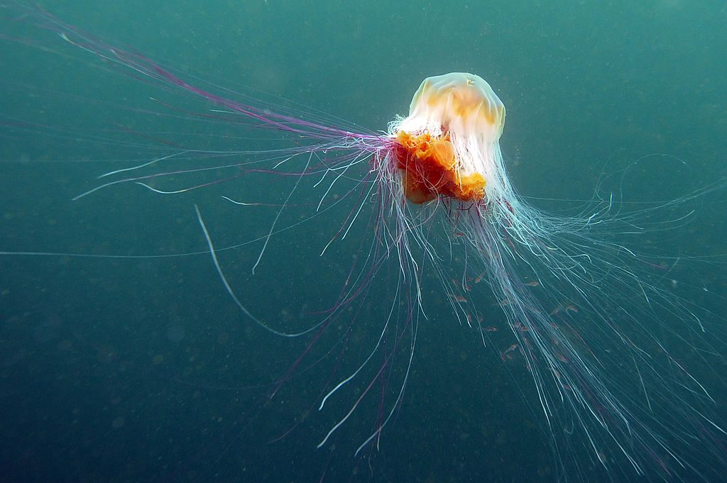 urina neutralizza veleno delle meduse