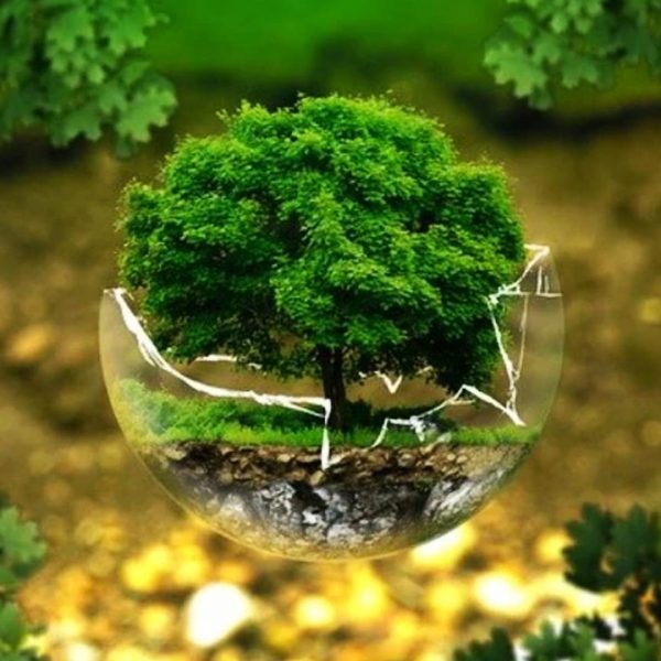 5 giugno 2020 - Giornata mondiale dell'ambiente